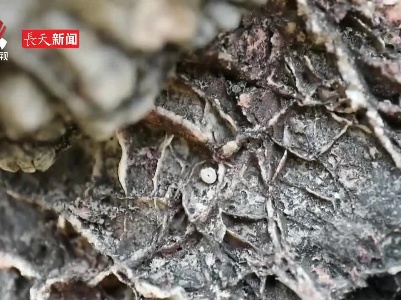 宜春发现2.7亿年前的海百合化石