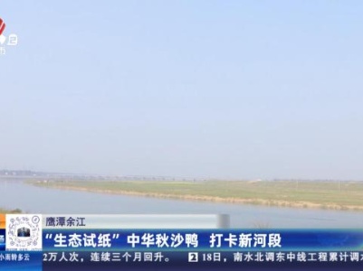 鹰潭余江：“生态试纸”中华秋沙鸭 打卡新河段