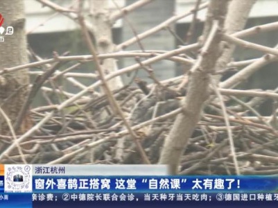 浙江杭州：窗外喜鹊正搭窝 这堂“自然课”太有趣了！