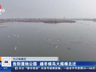 九江柴桑区：告别湿地公园 越冬候鸟大规模北迁