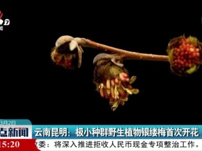 云南昆明：极小种群野生植物银缕梅首次开花