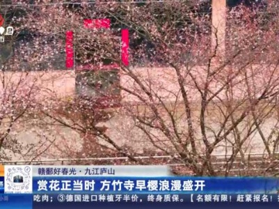 【赣鄱好春光】九江庐山：赏花正当时 方竹寺早樱浪漫盛开