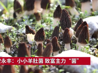 吉安永丰：小小羊肚菌 致富主力“菌”