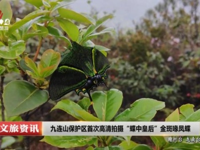 九连山保护区首次高清拍摄“蝶中皇后”金斑喙凤蝶