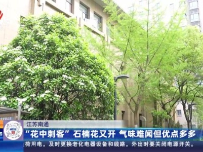江苏南通：“花中刺客”石楠花又开 气味难闻但优点多多