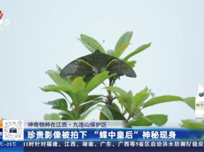 【神奇物种在江西】九连山保护区：珍贵影像被拍下 “蝶中皇后”神秘现身