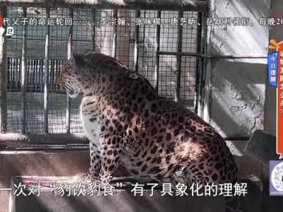 今日提醒——动物发胖怎么办？