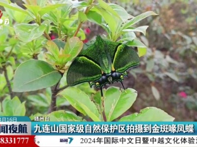 九连山国家级自然保护区拍摄到金斑喙凤蝶