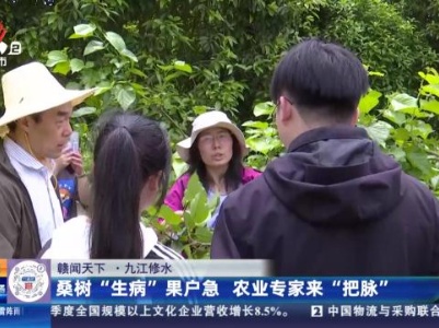【赣闻天下】九江修水：桑树“生病”果户急 农业专家来“把脉”