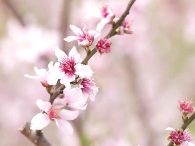 江西乐平：桃花朵朵开 游客纷纷来