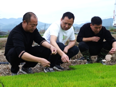 上饶铅山：持续降雨 农技专家下田“支招”护秧苗