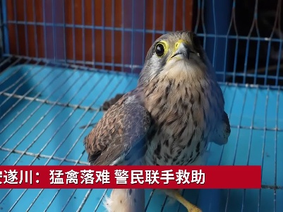 吉安遂川：猛禽落难 警民联手救助