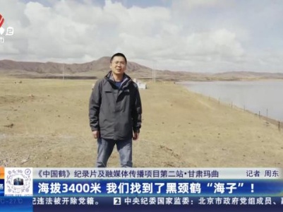 【《中国鹤》纪录片及融媒体传播项目第二站】甘肃玛曲：海拔3400米 我们找到了黑颈鹤“海子”！