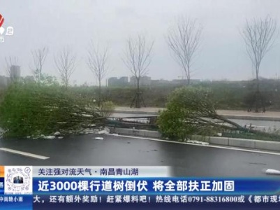 【关注强对流天气】南昌青山湖：近3000棵行道树倒伏 将全部扶正加固