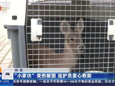 南昌：“小家伙”受伤被困 巡护员爱心救助