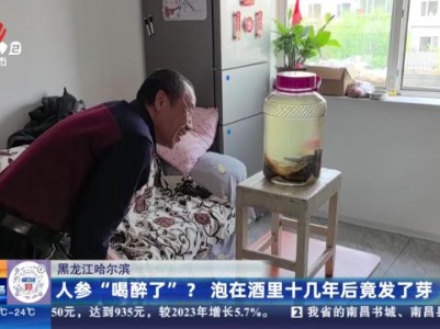 黑龙江哈尔滨：人参“喝醉了”？ 泡在酒里十几年后竟发了芽