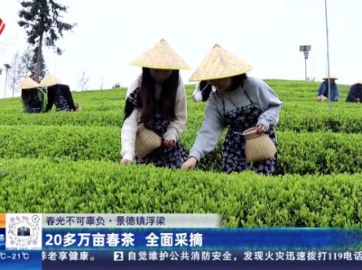 【春光不可辜负】景德镇浮梁：20多万亩春茶 全面采摘