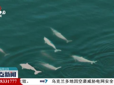 雷州湾海域白海豚碧波中畅游