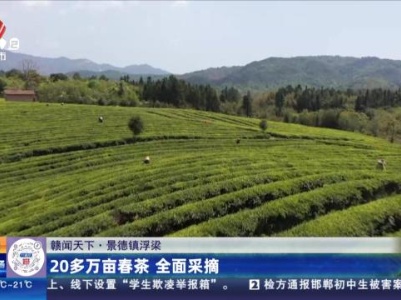 【赣闻天下】景德镇浮梁：20多万亩春茶 全面采摘
