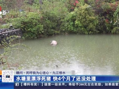 【赣问·民呼我为心连心】九江修水：水塘里漂浮死猪 快4个月了还没处理