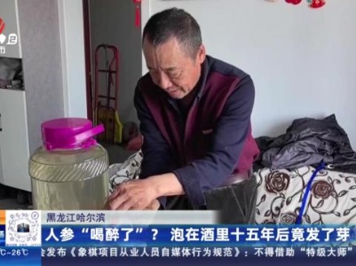 黑龙江哈尔滨：人参“喝醉了”？泡在酒里十五年后竟发了芽