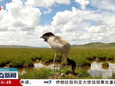 三江之源：我国重要的“高原物种基因库”