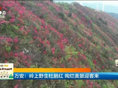 万安：岭上野生杜鹃红 绚烂美景迎客来