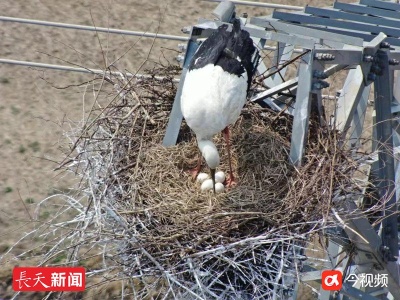 东方白鹳“塔生”再次来到进贤筑巢