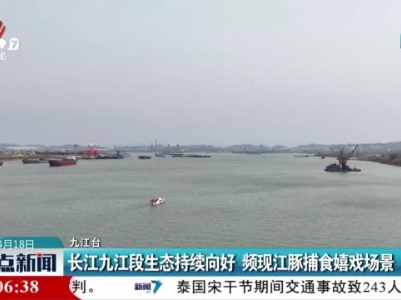 长江九江段生态持续向好 频现江豚捕食嬉戏场景