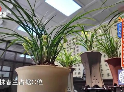 今日关注——兰花中也有龙元素 “龙”系春兰展芳容