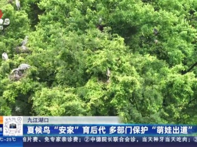 九江湖口：夏候鸟“安家”育后代 多部门保护“萌娃出道”