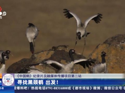 【《中国鹤》纪录片及融媒体传播项目第二站】寻找黑颈鹤出发！