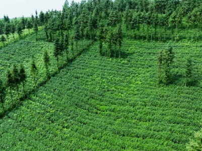 鹰潭市余江区画桥镇：茶香四溢焕生机