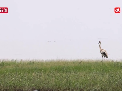 幼鹤为何在鄱阳湖畔踽踽独行？