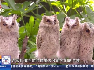 浙江杭州：太萌了！ 杭州动物园入住4只小猫头鹰