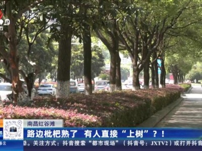 南昌红谷滩：路边枇杷熟了 有人直接“上树”？！