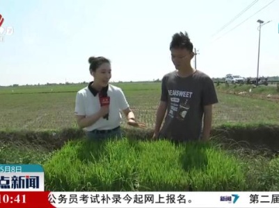 直播连线：强化早稻田管 科学防控助增收