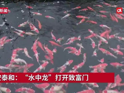 吉安泰和：“水中龙”打开致富门