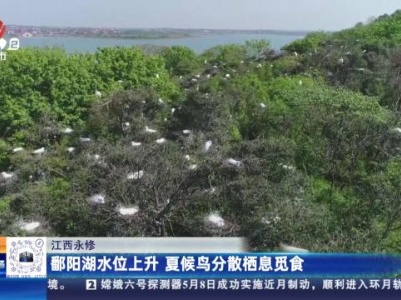 江西永修：鄱阳湖水位上升 夏候鸟分散栖息觅食