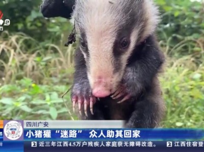 四川广安：小猪獾“迷路” 众人助其回家