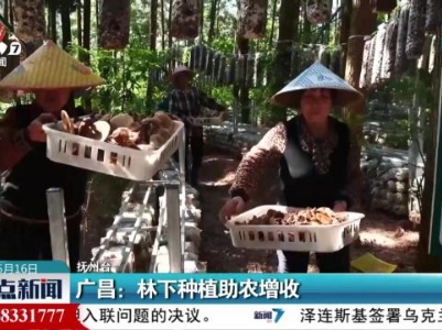 广昌：林下种植助农增收