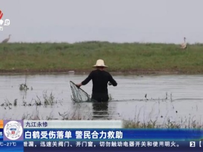 九江永修：白鹤受伤落单 警民合力救助