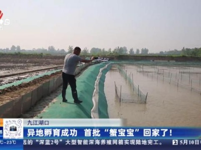 九江湖口：异地孵育成功 首批“蟹宝宝”回家了！