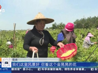 上饶鄱阳：400亩金银花喜丰收 农户笑迎“金银”来