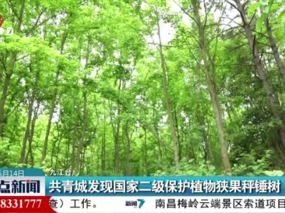 共青城发现国家二级保护植物狭果秤锤树