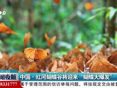 中国·红河蝴蝶谷将迎来“蝴蝶大爆发”