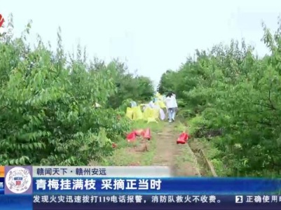 【赣闻天下】赣州安远：青梅挂满枝 采摘正当时