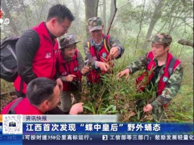 江西首次发现“蝶中皇后”野外蛹态