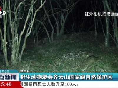 野生动物聚会齐云山国家级自然保护区