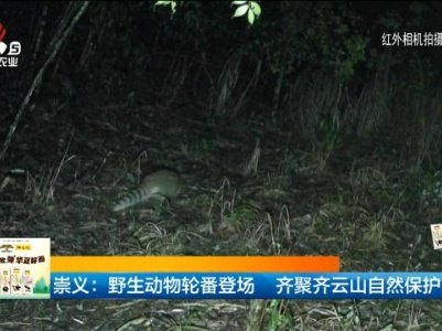 崇义：野生动物轮番登场 齐聚齐云山自然保护区